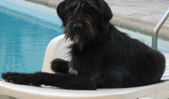 Rory enjoying a sun bed by the pool